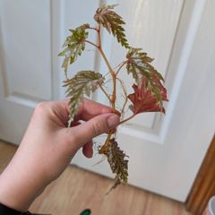 Begonia serratipetala