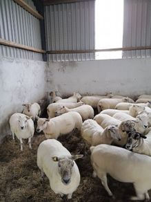 Hoggets
