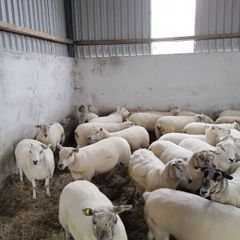 Hoggets