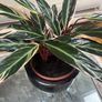 Tricolour Stromanthe Plant Image 2