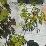Oak tree saplings Image 4