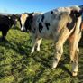 Heifers Image 6