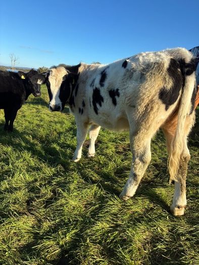 Heifers