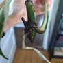 monstera albo Image 2