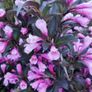 Cordyline trees 3/4ft  just 45 euro Image 2