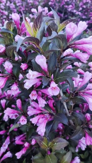 Cordyline trees 3/4ft  just 45 euro