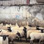 Suffolk ewe lambs Image 2