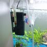 Fish Image 3