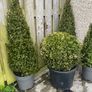 Buxus Plants Image 2