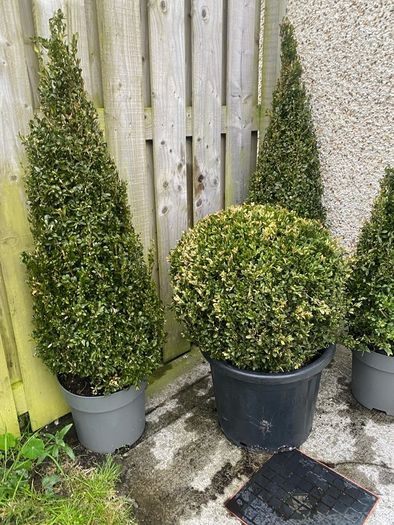 Buxus Plants
