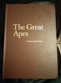 The Great Apes A Perspective on Evolution