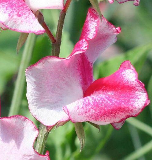 (S) Sweet Pea Old Spice America seeds 1g (approx. 10 seeds) (414826)