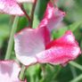 (S) Sweet Pea Old Spice America seeds 1g (approx. 10 seeds) (414826) Image 3