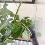 Indian Stick Insects / Easy Pet Insects for Adoption Image 4
