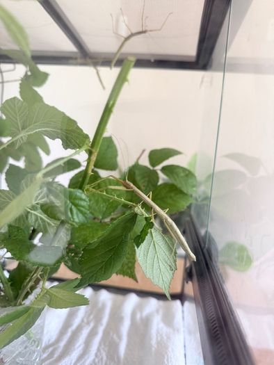 Indian Stick Insects / Easy Pet Insects for Adoption