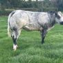 Belgium blue heifers Image 2