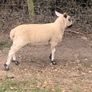 Milford ram Image 4