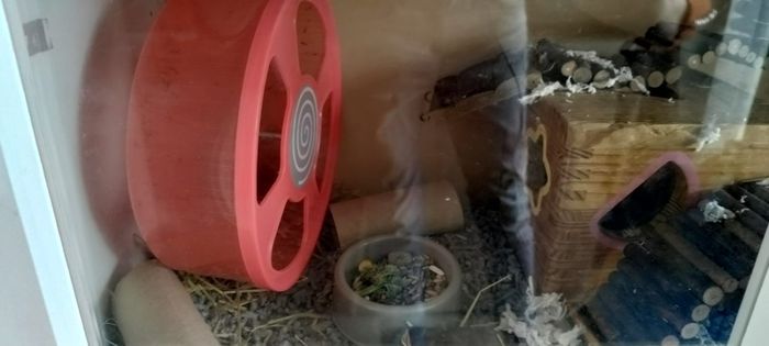 Hamster Enclosure with Accessories