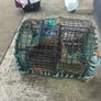 lobster pot Image 2