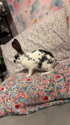 Bunny Rabbit Small Furries for adoption in Clondalkin, Dublin from shazzzz