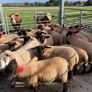 Ewe Lambs Suffock Image 6