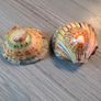 Decorated shells Image 2