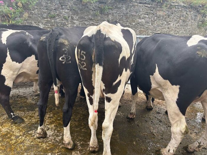 Top class feeding cows