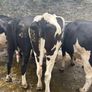 Top class feeding cows Image 4