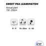 (S) Sweet Pea Leamington Seeds 3g (601387) Image 2