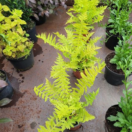 50 super flowering plants/shrubs