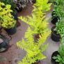 50 super flowering plants/shrubs Image 4