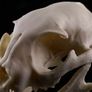 1/1 resin copy of a cats skull. Image 3