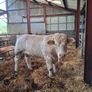 Charolais bull Image 4