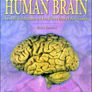 The Human Brain (nolte) Image 2