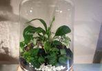 Lantern medium - white H32 x W20 cm