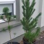 Small Christmas tree for planting Image 5
