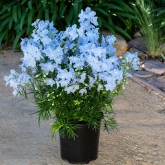 (D) Siberian Larkspur Blue seeds 0.5g (180511)