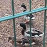 Wild mallard drakes Image 2