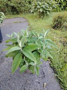 Plant