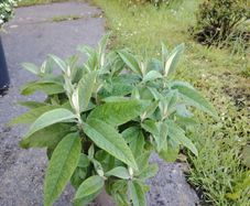 Plant
