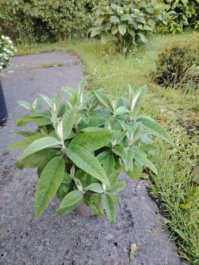 Plant