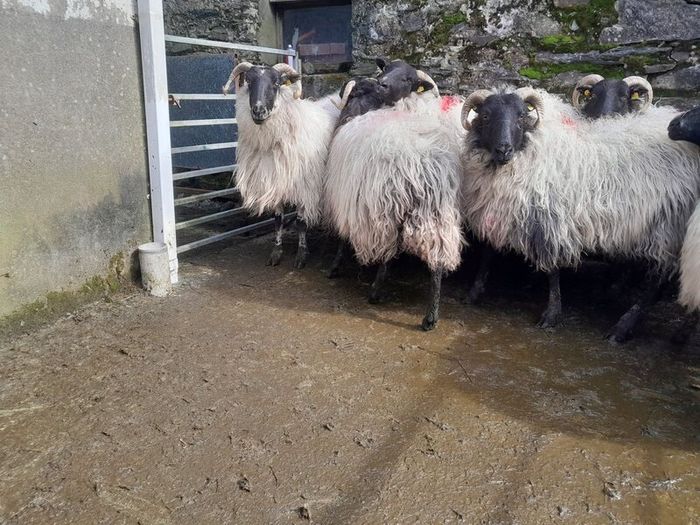Cull Ewes