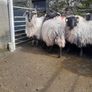 Cull Ewes Image 3