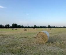 Hay