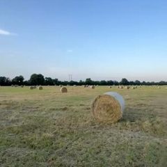 Hay