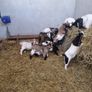 Pigmy goats Image 3