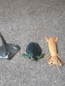 Sea animal bundle
