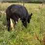 Breeding or beef Heifer Image 4