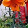 African Queen Lily bulb - 2 available Image 4