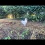 Silkie Cocks Image 3